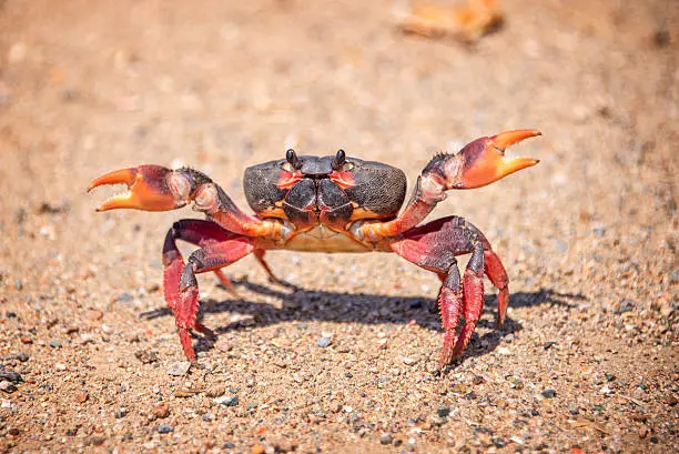 Photo of Crab close up, Cuba
