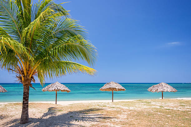 istock Straw umbrella and palm tree on a beautiful tropical beach 544453492
