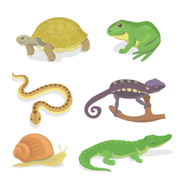 Cold Blooded Animals Illustrations, Royalty-Free Vector Graphics & Clip Art  - iStock