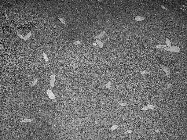 istock Black and white tone of asphalt texture and fallen leaves 544454330