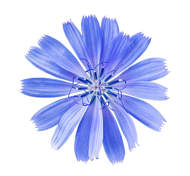 Wild Cicory blue blossom isolated on white chicory stock pictures, royalty-free photos & images