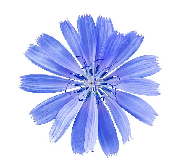 blue blossom isolated on white