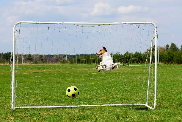 istock Scoring goal to funny goalie jumping to save it 544458694