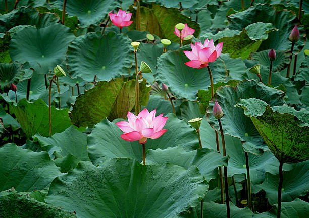 istock Lotus flower and Lotus flower plants 544460918