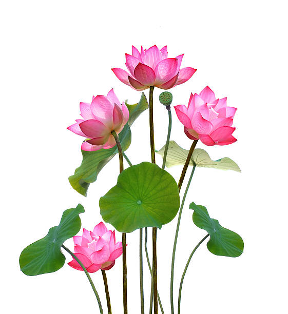 istock Lotus flower on white background. 544461230