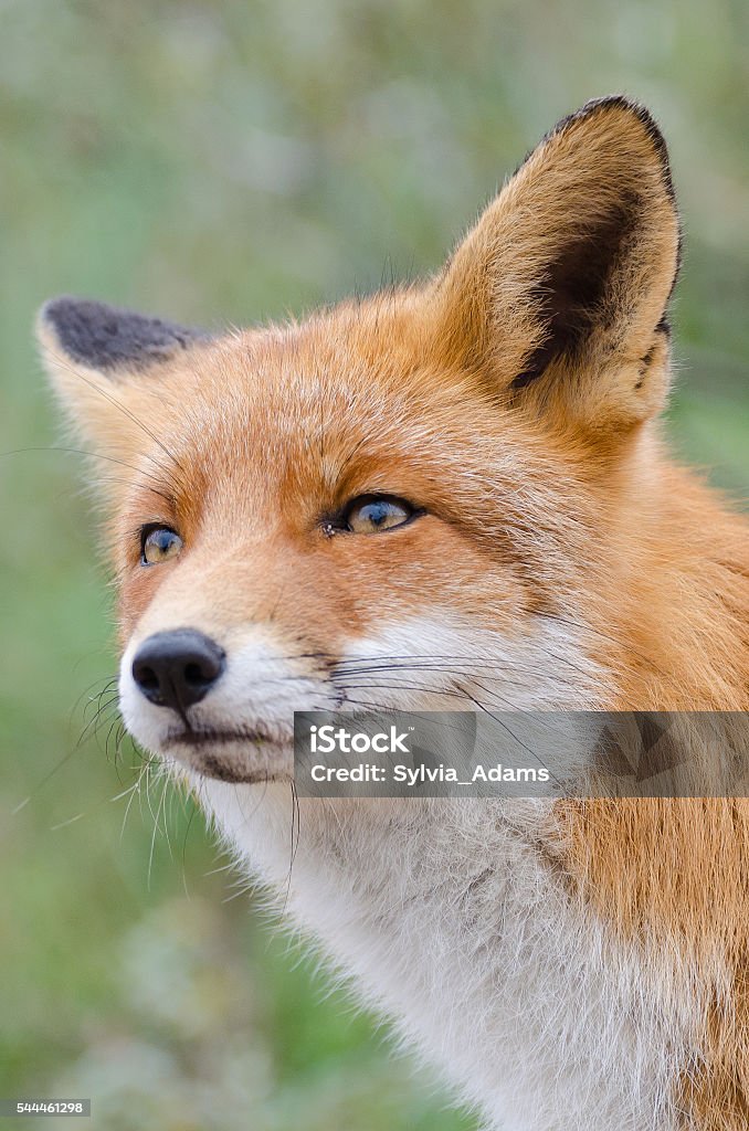 Fox portrait Portrait of a fox Animal Eye Stock Photo