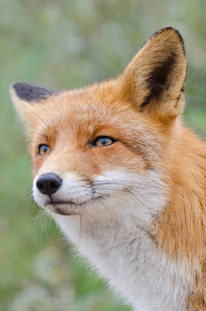 Fox portrait stock photo