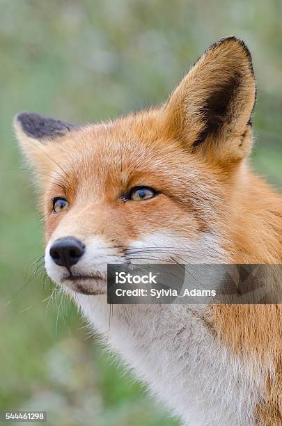 Fox Portrait Stock Photo - Download Image Now - Animal Eye, Alertness, Animal
