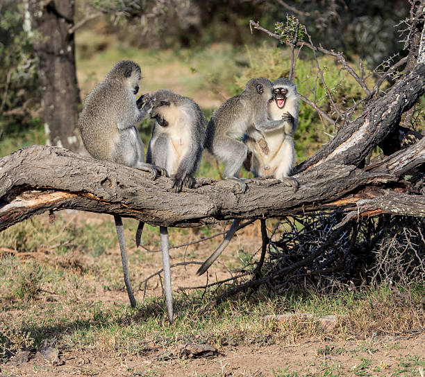 istock Vervet Monkeys Grooming 544462066