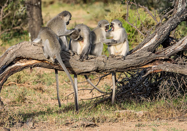 istock Vervet Monkeys Grooming 544462408