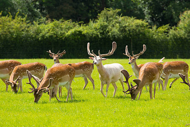 New Forest wild deer red and white near Lyndhurst uk New Forest wild deer red and albino white near Lyndhurst England uk albino deer stock pictures, royalty-free photos & images