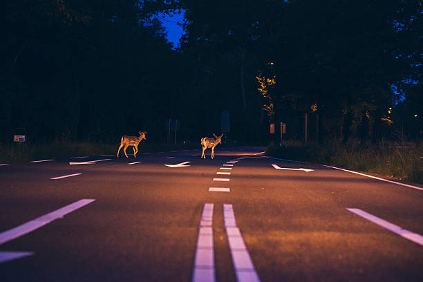 istock Two deer crossing the road at dawn 544462848