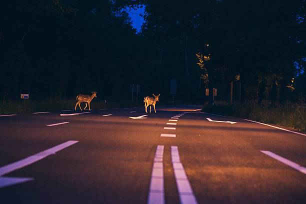 istock Two deer crossing the road at dawn 544462884