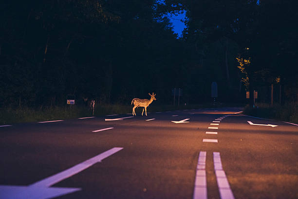 夜明けに道路を横断する鹿 - ノロジカ ストックフォトと画像