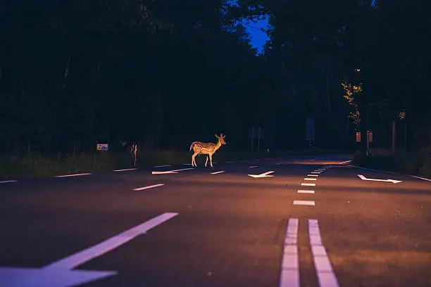 Deer crossing the road at dawn