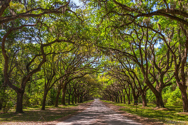 istock Canopy of old live oak trees draped in spanish moss. 544464324