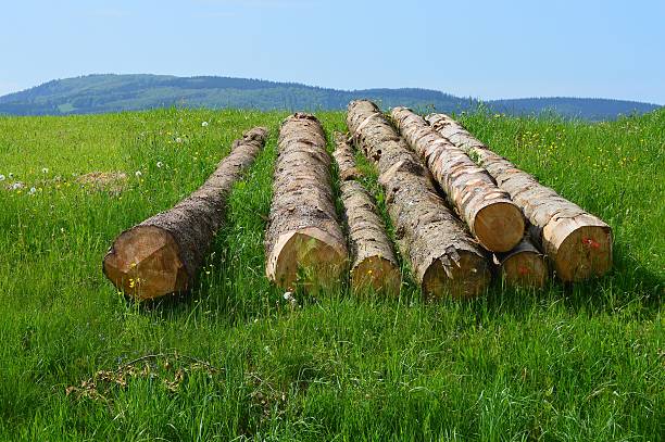 logs stock photo