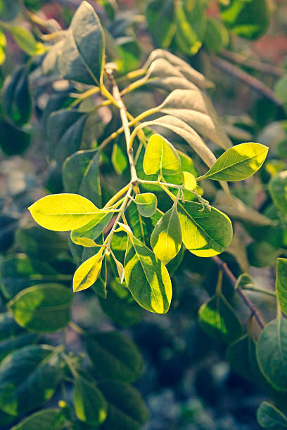 istock Flowers of Pterocarpus santalinus, Red Sandalwood 544465224