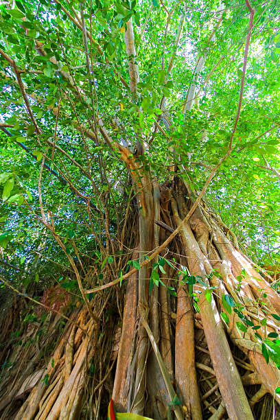 istock big tree branch and leaf of big tree at sunrise 544465624