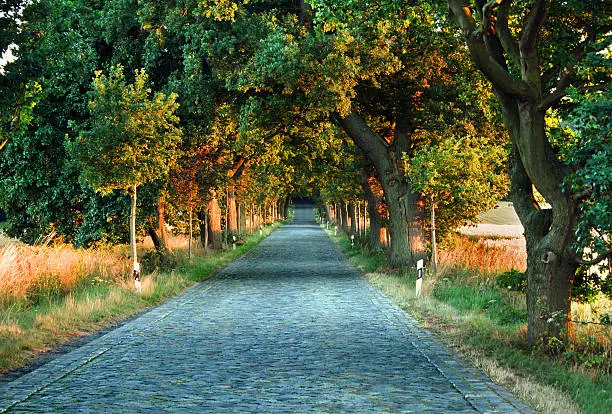 Traditional cobblestone road on the isle of Ruegen, bordered by majestic oak trees, filtering the light of a low sun at sunset