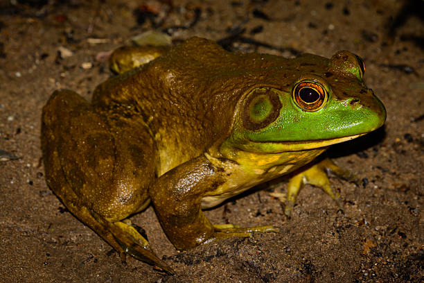 istock American bullfrog (Lithobates catesbeianus) full profile 544466318
