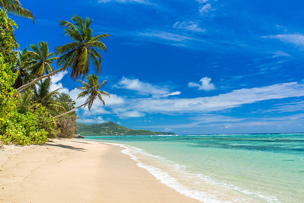 istock Tropical beach in Seychelles, Mahe 544466906