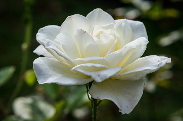 istock elegant white creamy rose flower 544467164
