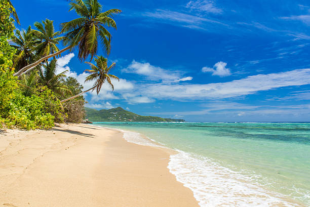 istock Tropical beach in Seychelles, Mahe 544467202
