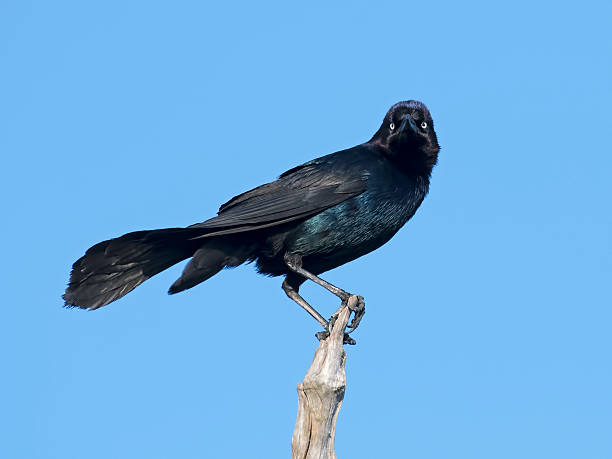 лодка-tailed grackle - quiscalus стоковые фото и изображения