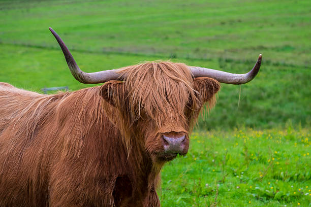 istock Highland Cow close up 544470448