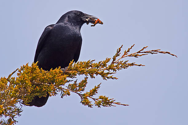 Crow Crow fish crow stock pictures, royalty-free photos & images