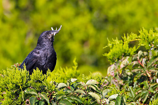 Crow Crow fish crow stock pictures, royalty-free photos & images