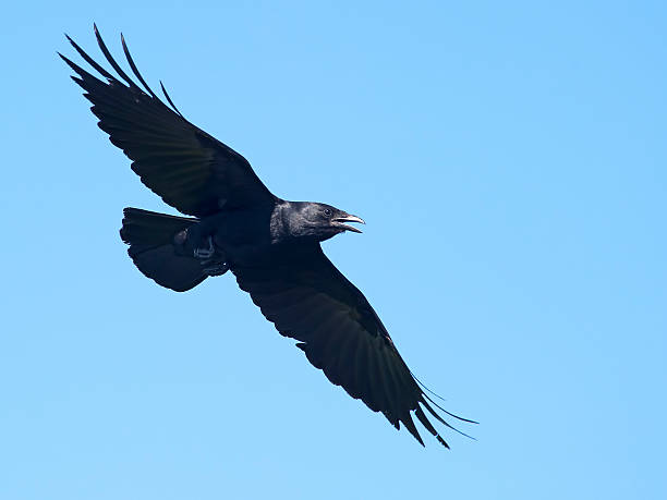 Crow in Flight Crow in Flight fish crow stock pictures, royalty-free photos & images