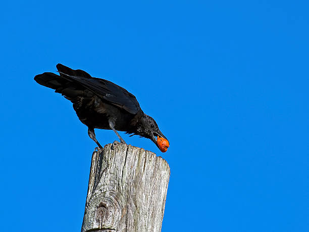 Crow Crow fish crow stock pictures, royalty-free photos & images