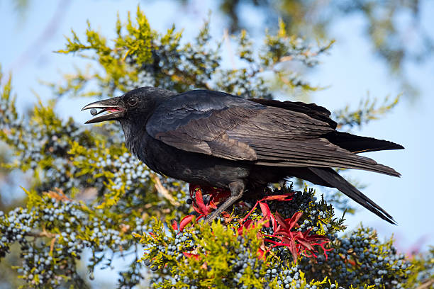 Crow Crow fish crow stock pictures, royalty-free photos & images