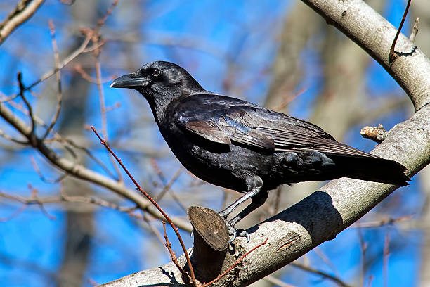 Crow Crow fish crow stock pictures, royalty-free photos & images