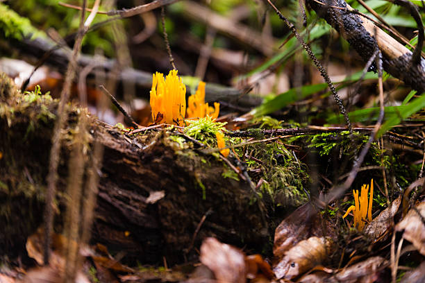 Small stagshorn fungus, Calocera cornea growing on beech wood