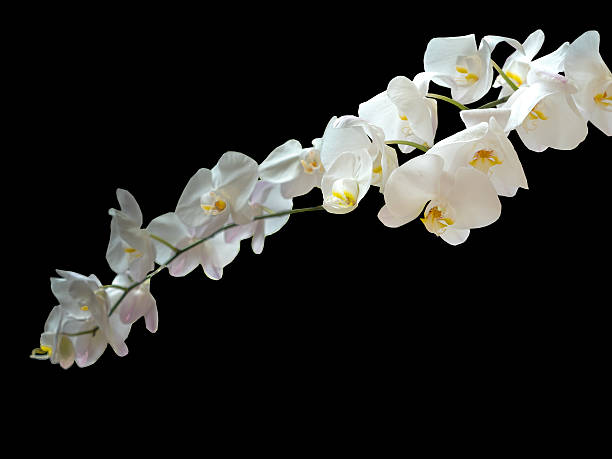 istock Orchid Flower, Beautiful Orchid Is considered 544471386