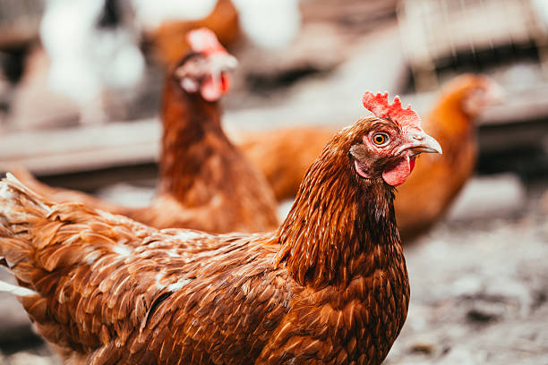 istock chicken and rooster walking around the yard 544472128