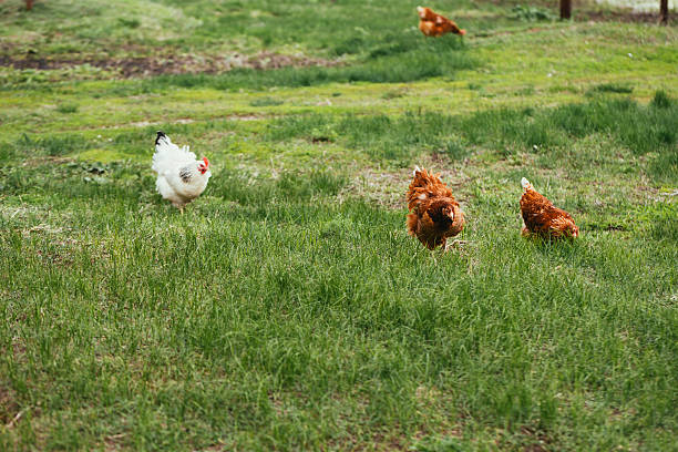 istock chicken and rooster walking in the grass 544472314