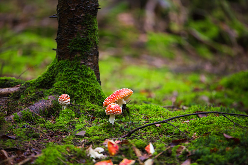 red Amanita muscaria in an autumn forest