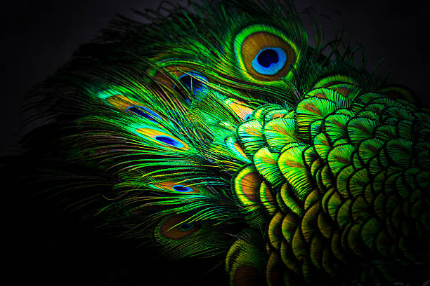 Colors Of Nature Stock Photo - Download Image Now - Peacock, Peacock Feather,  Feather - iStock