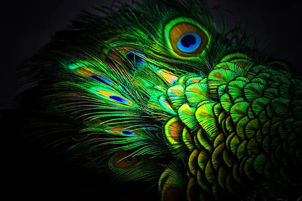 The hypnotic colors and patterns of the peacock captivate the imagination.