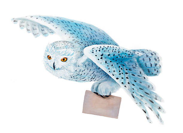 스노이 올빼미류 플라잉 백색 배경 위. - owl snowy owl snow isolated stock illustrations
