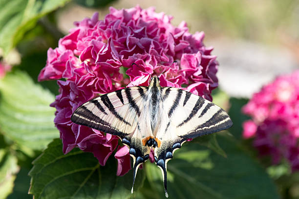 istock swallow tail butterfly machaon close up portrait 544474478