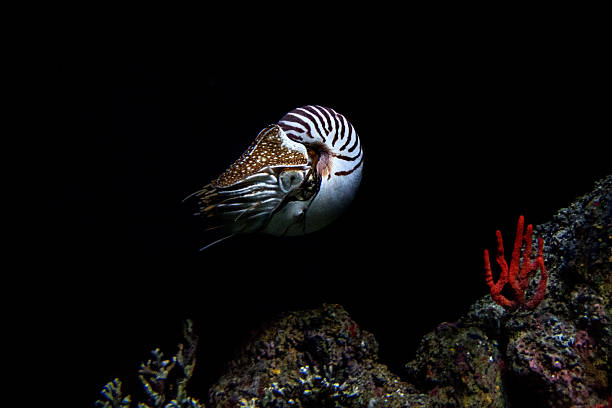 istock nautilus underwater isolated on black background detail 544474506