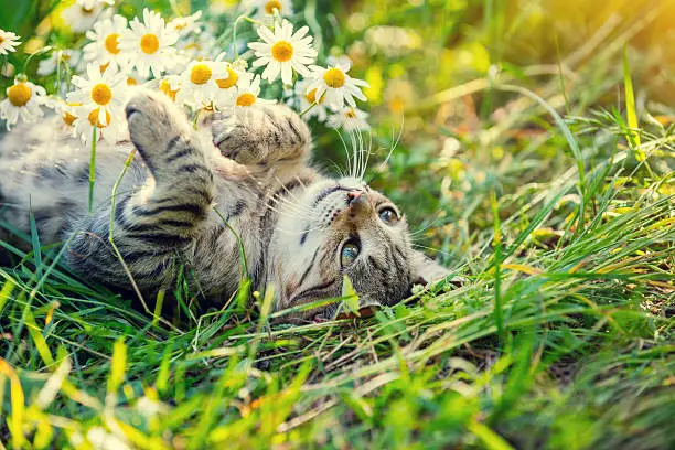 Photo of Cat lying on the back in the garden