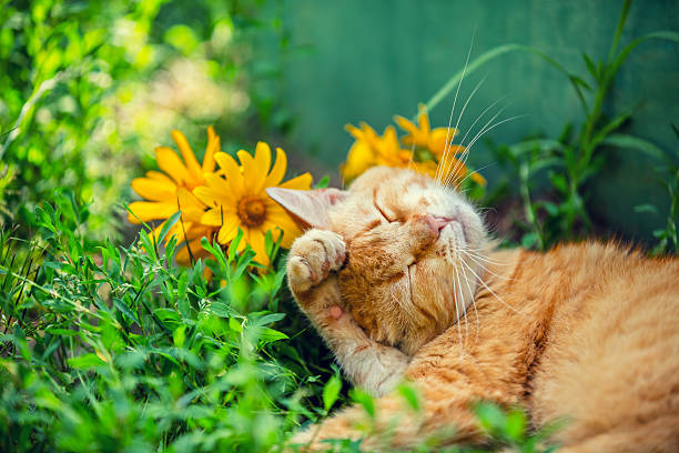 Cute cat sleeping on the grass with flowers stock photo