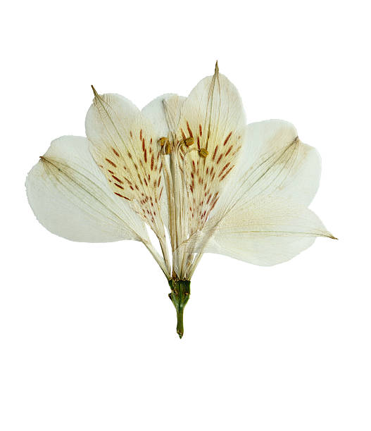 istock Pressed and dried flower alstroemeria. Isolated 544475492