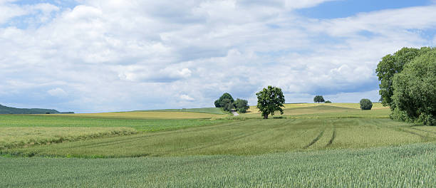 istock Rural landscape in summer 544476578